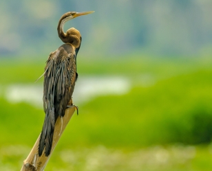 Kumarakom