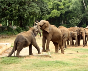 Thrissur